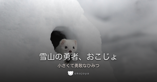 雪山の勇者、おこじょ