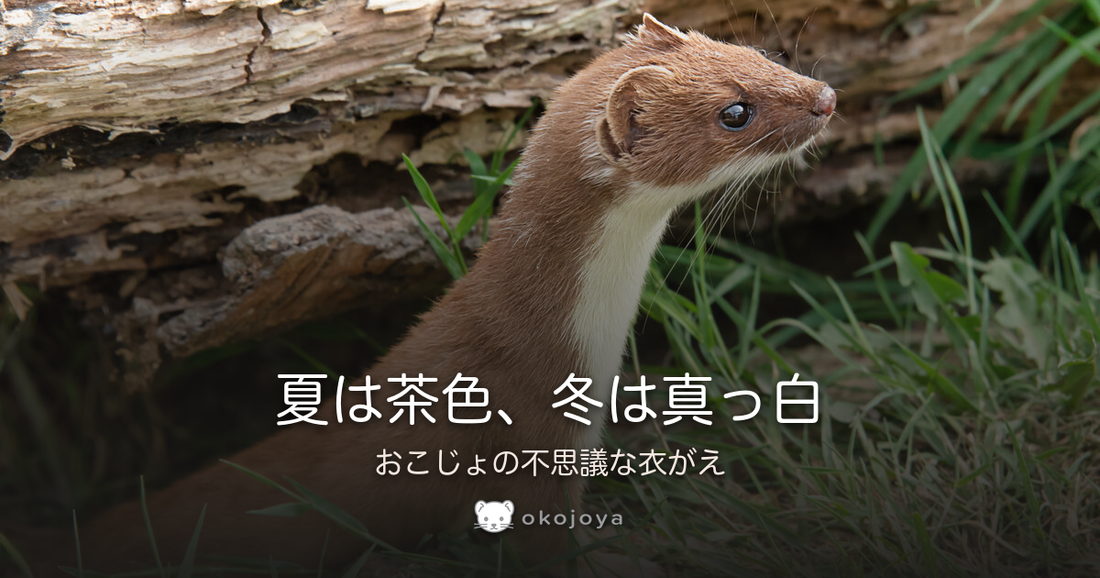夏は茶色、冬は真っ白