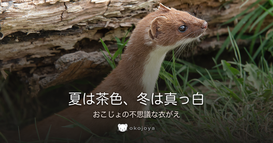 夏は茶色、冬は真っ白