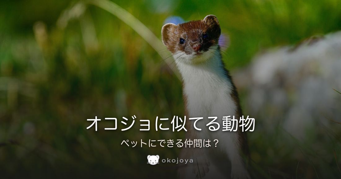 オコジョに似てる動物