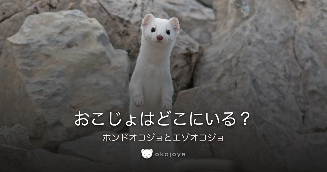おこじょはどこにいる？