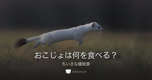 おこじょは何を食べる？