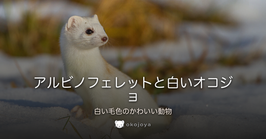 アルビノフェレットと白いオコジョ