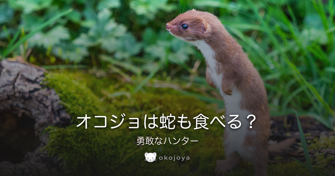 オコジョは蛇も食べる？