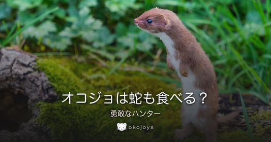 オコジョは蛇も食べる？