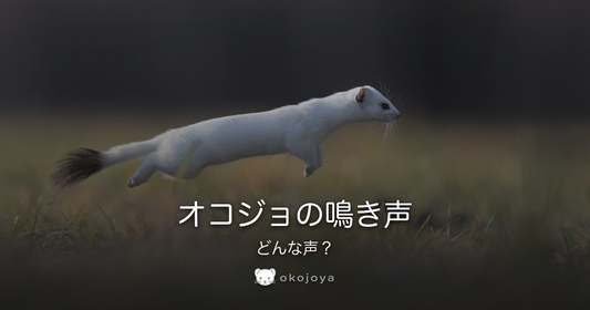 オコジョの鳴き声