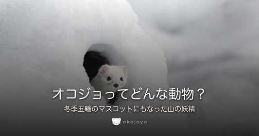 オコジョってどんな動物？