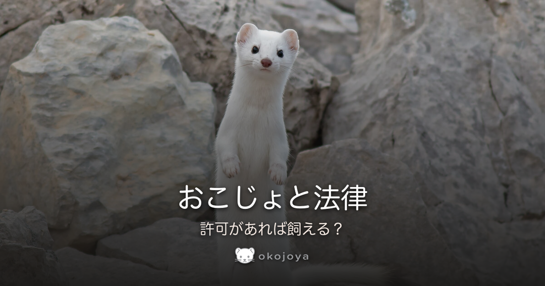 おこじょと法律
