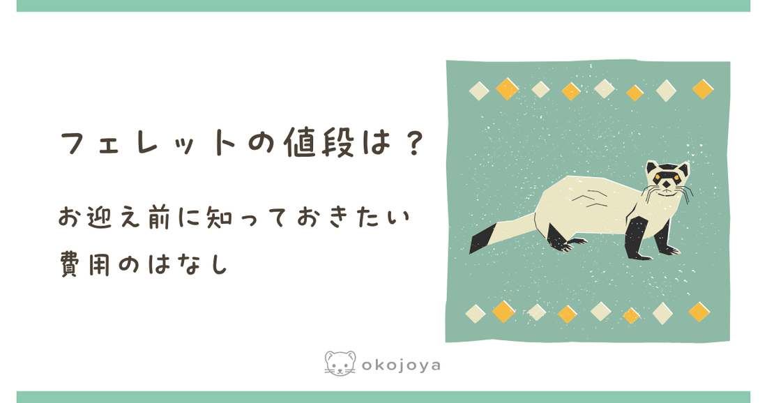 フェレットの値段は？お迎え前に知っておきたい費用のはなし