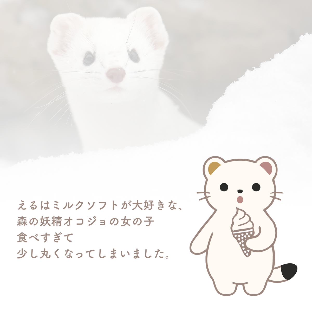 雪が降ると毛色が変わるオコジョの豆知識カード（防水ステッカー「オコジョのえる」）