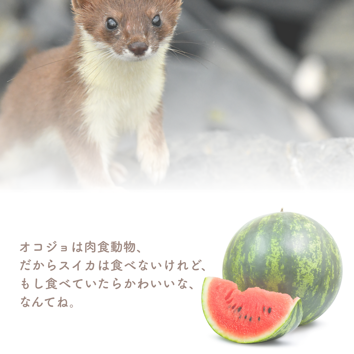肉食動物のオコジョは本当はスイカを食べないという豆知識カード（防水ステッカー「スイカを食べるオコジョ」）