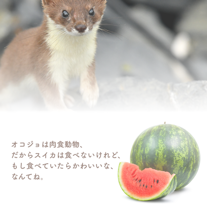 肉食動物のオコジョは本当はスイカを食べないという豆知識カード（防水ステッカー「スイカを食べるオコジョ」）