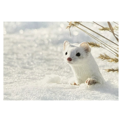 雪原から顔をのぞかせる冬の白いおこじょ（オコジョ）のポストカード。実写・フロンティア PCR-183