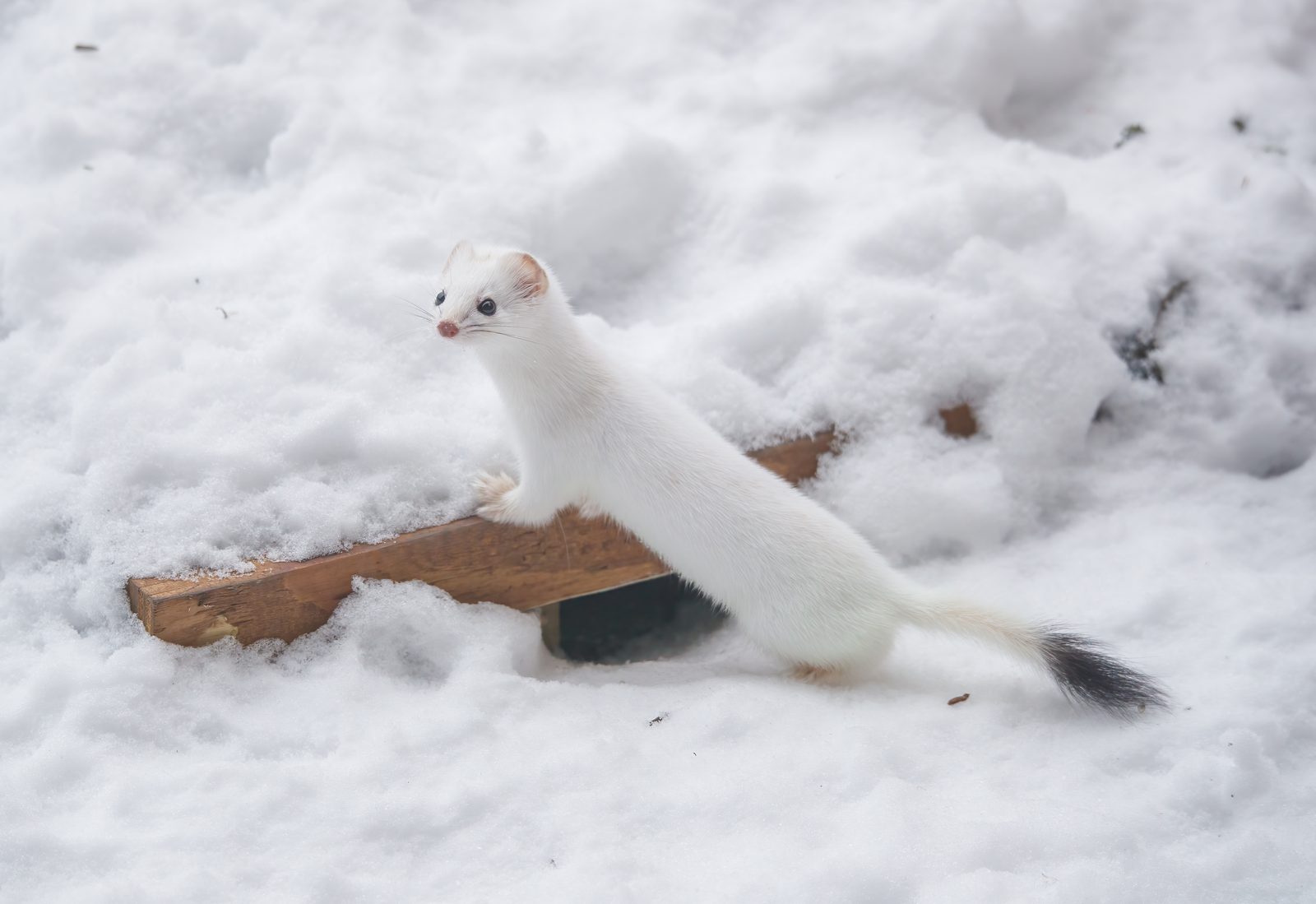 雪の中から顔を出すおこじょ